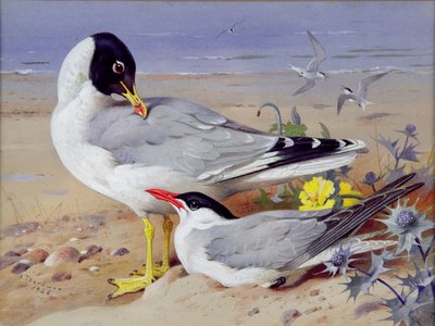 Black headed gulls by Archibald Thornburn